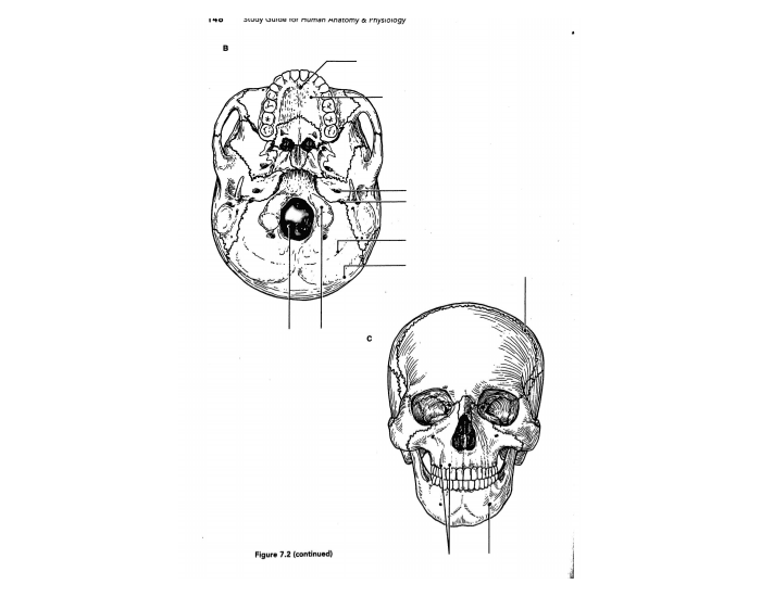 Skull Quiz