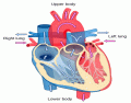  Heart Diagram