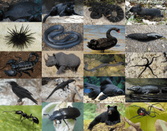 Animal Colours: Black