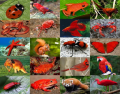 Animal Colours: Red