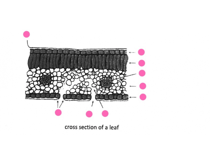 Parts Of Cross Section Of A Leaf Quiz parts-of-cross-section-of-a-leaf-quiz
