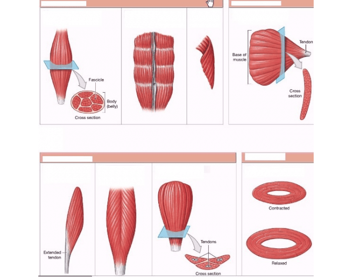 In Shape Muscules The Shapes of Muscles 1 Quiz