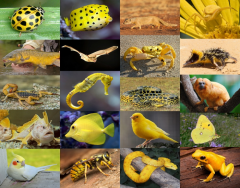 Animal Colours: Yellow