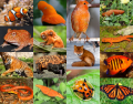 Animal Colours: Orange