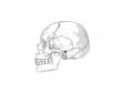 Anatomy Skull Quiz
