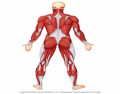 Posterior back muscles
