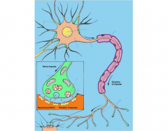 Neuron Parts