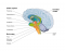 functions of brain regions