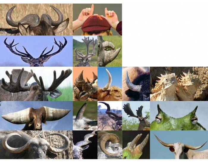 Horns and antlers Quiz