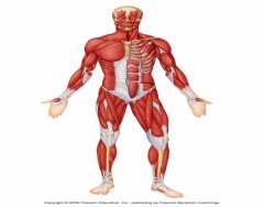 Muscles of the anterior surface of the body.