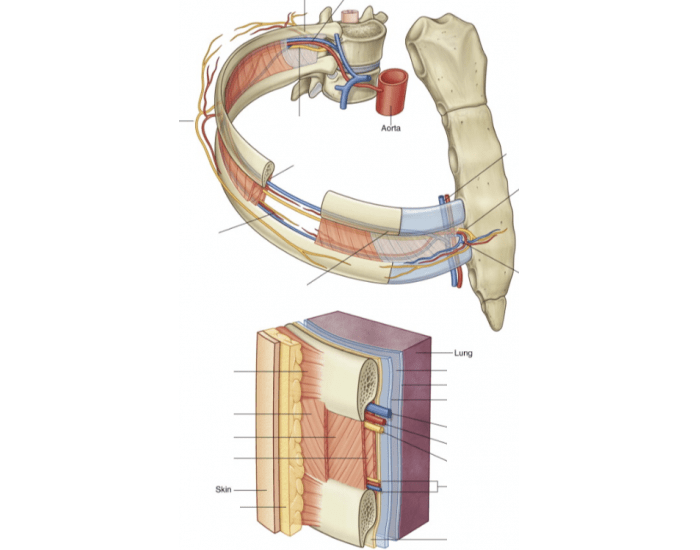 Rib Neural Patterns neurovascular bundle of the ribs Quiz
