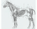 Oppervlakkige spieren I paard (osteo deel 1/2)