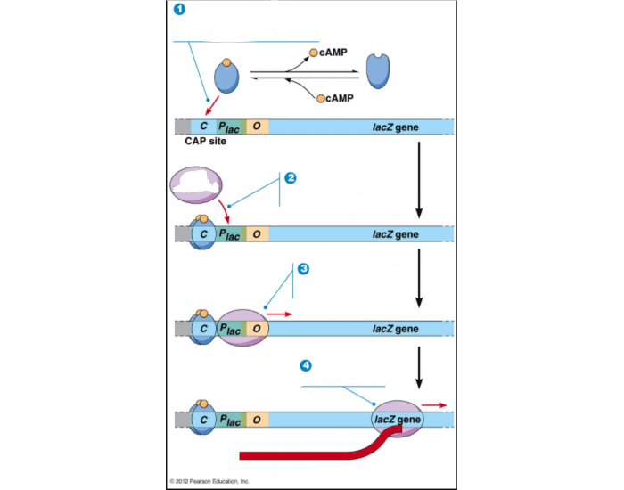 lac Operon cAMP Receptor Protein (CRP) Complex Quiz