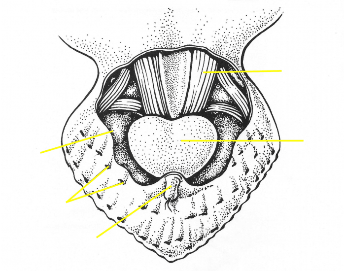 Avian uropygial (preen) gland Quiz