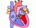 Heart: Anatomy and Function
