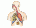 L2 Sport - Respiratory System