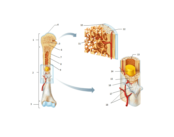 Gross anatomy of long bone Quiz