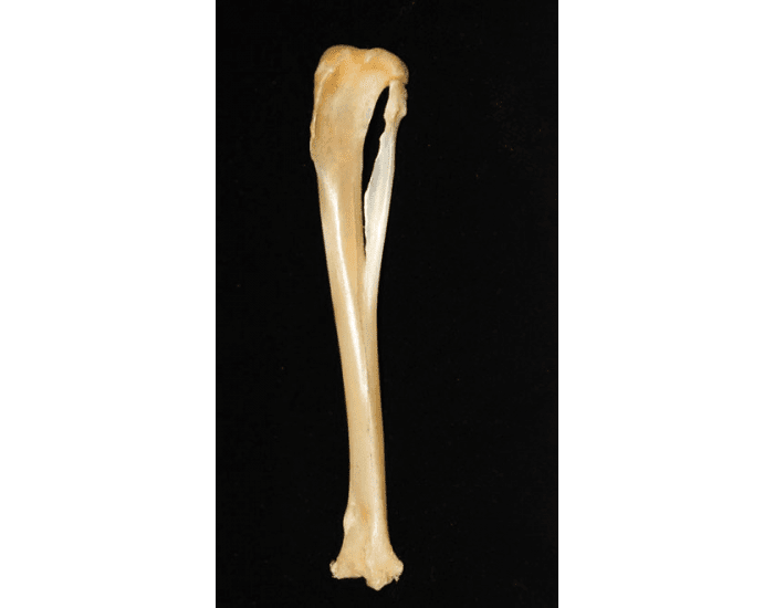 Rabbit tibia and fibula labels Quiz