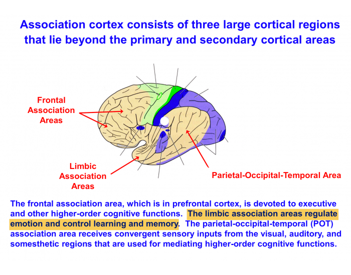 frontal association area