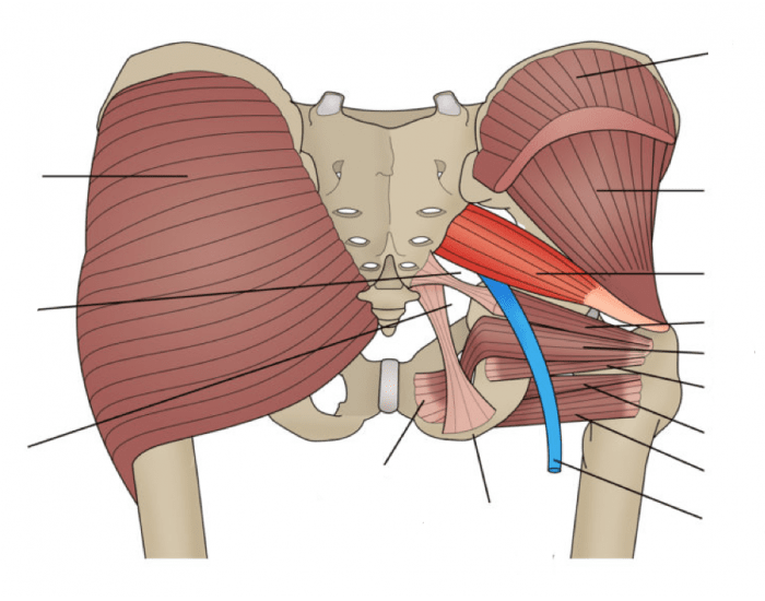 hip internal rotator muscles