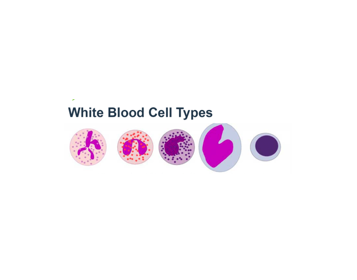 White Blood Cell Types and Functions Quiz