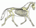 Equine Skeleton Level 2
