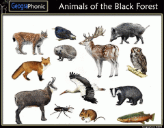 Animals of the Black Forest