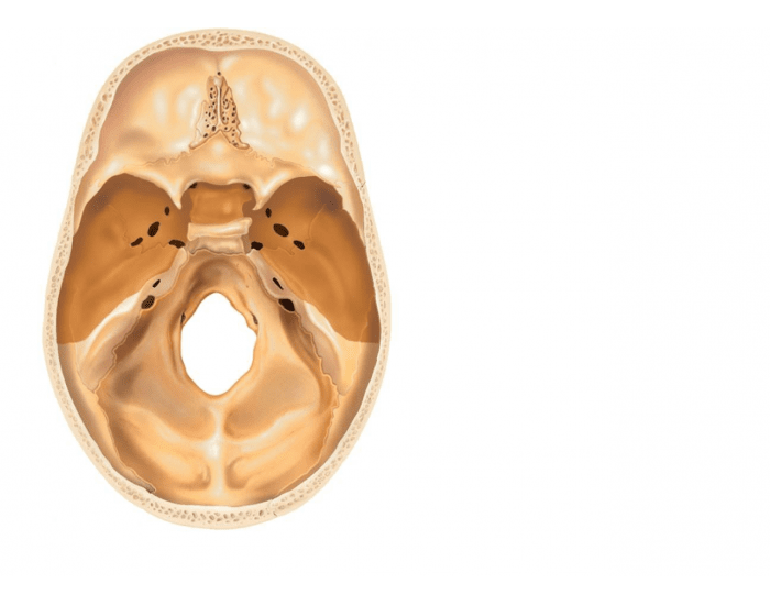 top of the skull. not all parts just the over view Quiz
