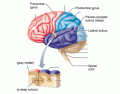 Major Structures of the Brain jessiejrg