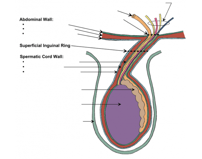 Scrotal Ridge Layers Of Scrotal Skin at Robert Printz blog