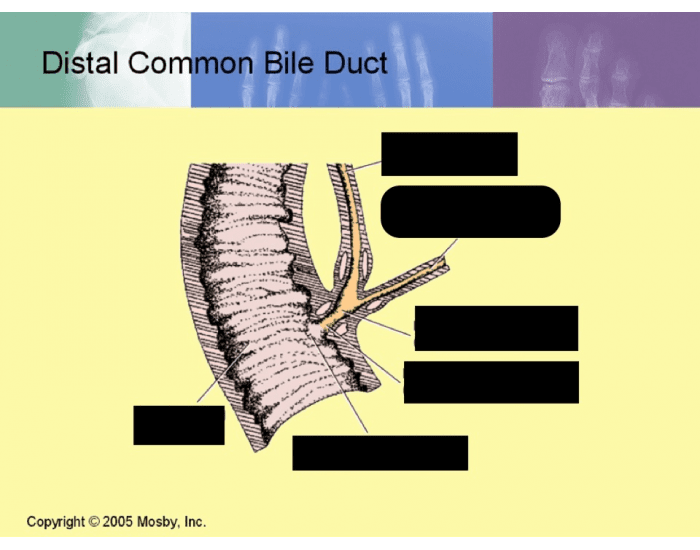 distal-common-bile-duct-quiz