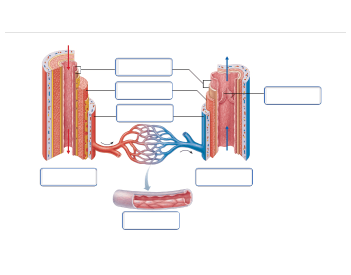 Capillary Worksheet Arteries, Veins and capillaries — Printable Worksheet