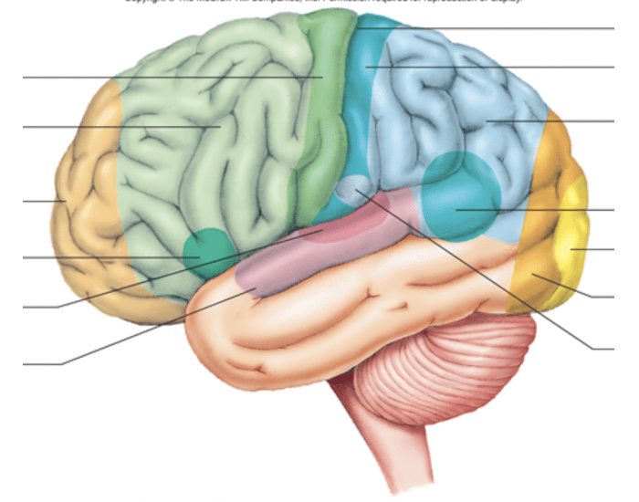 Brain Gyri labeling Quiz