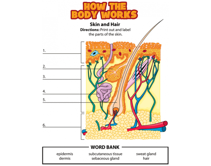 Elementary Skin Diagram Quiz