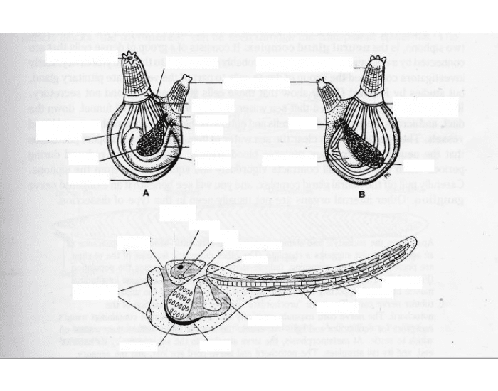 Adult and Larval Tuunicate Anatomy Quiz