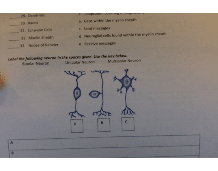 Neuron Quiz