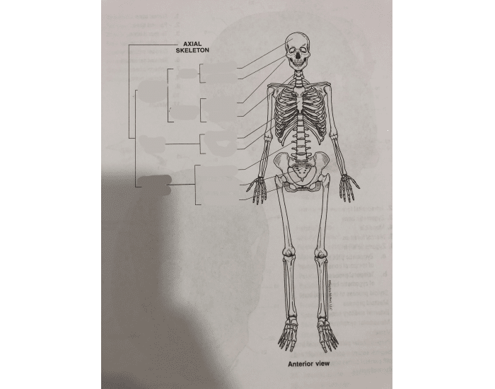The Axial Skeleton Quiz