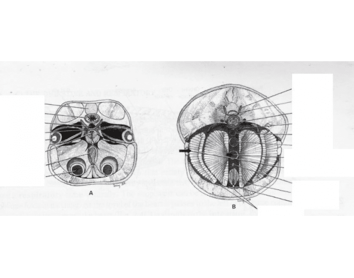 Lamprey Cross Section through Eyes — Printable Worksheet