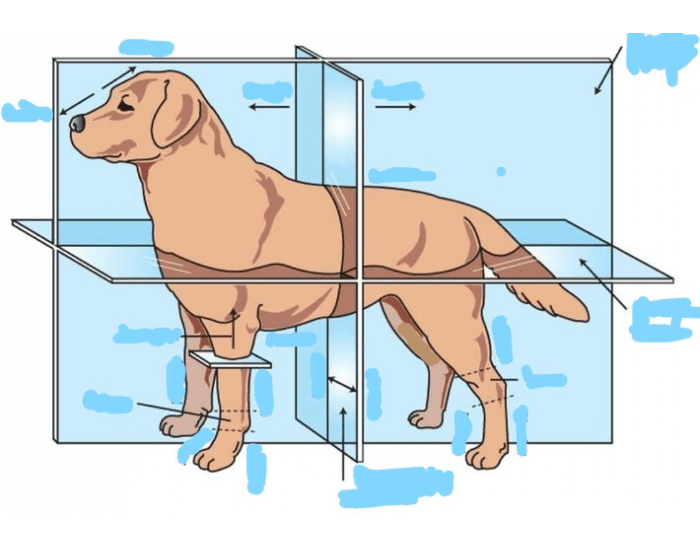 Canine anatomical planes Quiz