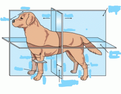 Canine anatomical planes