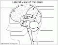 View of the Brain