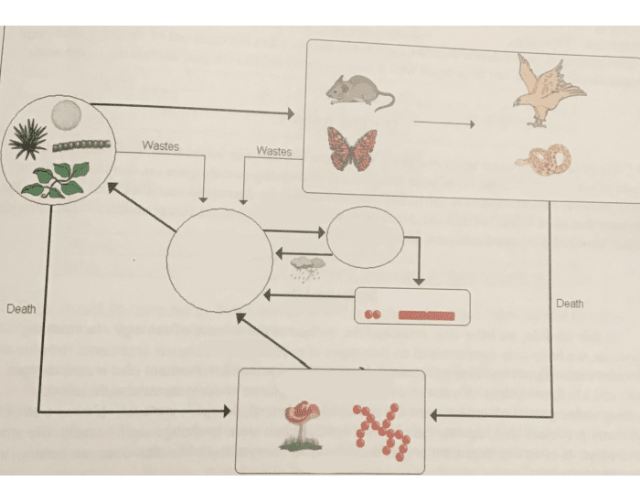 The Nitrogen Cycle Printable Worksheet