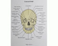 External Skull ANSWER KEY (Anterior)