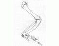 Avian Wing Bone