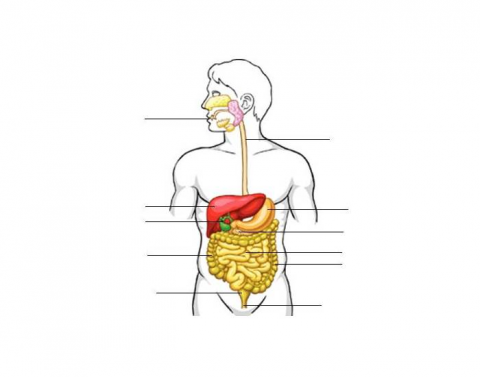 The Nephron Printable Worksheet