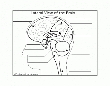 Brain Cerebral Lobes Printable Worksheet