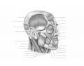 Muscles of the head, lateral