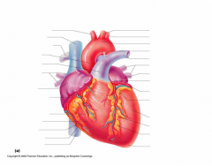 Heart - Anterior Gross Anatomy