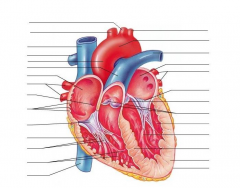 Human Heart Anatomy 1