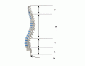 Spine Sections
